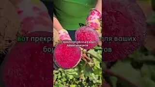 СВЕКЛА-ЭТАЛОН! Свекла длительного хранения.