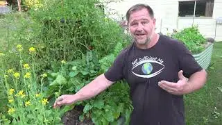 This TOUGH Tasty Plant is a MUST for the Home Vegetable Garden