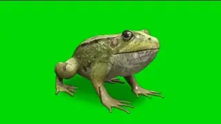 green screen frog  green screen medak