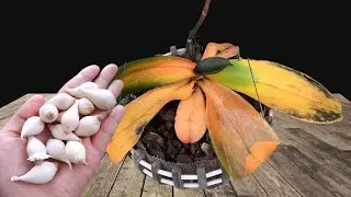 Put 1 tuber in the pot of dead orchids! Suddenly revived and bloomed endlessly