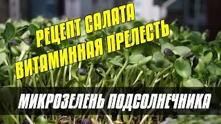 МИКРОЗЕЛЕНЬ ПОДСОЛНЕЧНИКА - РЕЦЕПТЫ, РЕЦЕПТ САЛАТА - ПОДСОЛНЕЧНИК НА МИКРОЗЕЛЕНЬ