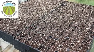 6 ESSENTIAL TIPS FOR SUCCESSFUL SEED STARTING