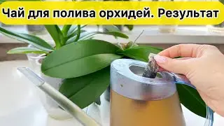 Чай для орхидей. Удобрение орхидей
