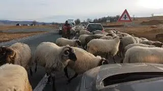 Бараны на дорогах Черногории