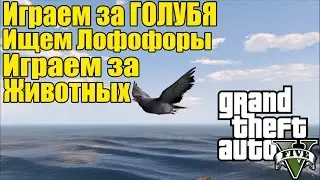 GTA 5 - Играем за ГОЛУБЯ [Играем за Животных и Ищем Лофофоры] Голубь и Яхта