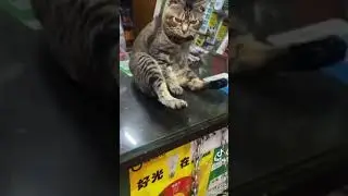 Ya Allah kucing kalau gatal Garuk jangan di depan umum malu llahhh#shorts