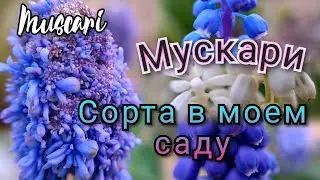 Шикарные сорта моей коллекции! Мускари/Muscari - яркий весенний первоцвет!