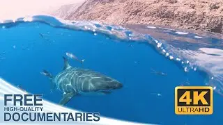 Amazing Insights into the Fascinating World of Underwater and Shark Filming