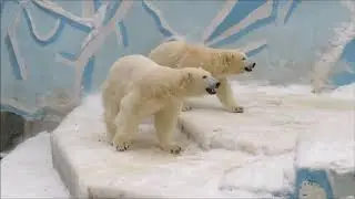 Норди и Шайна принимают подарки 11.12.2020