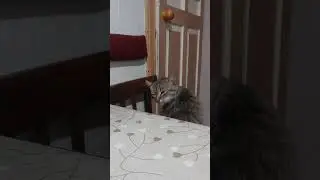 кіт і гроза 