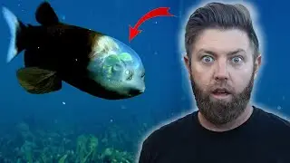 10 Deep Sea Creatures That Will Blow Your Mind!