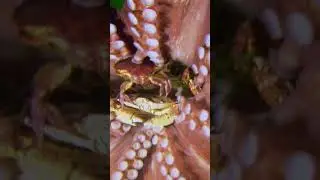 The Giant Pacific Octopus always has a snack ready to go! #AmazingAnimals #Octopus #NatGeoKids