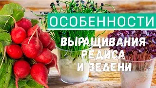 Выращивание редиса. Как вырастить крупный редис. Выращивание зеленых культур.