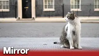 Downing Street Larry the Cat may be seriously ill