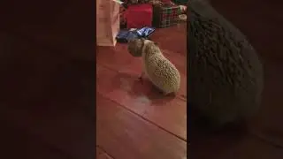 SCARY HOW HEDGIE BOO HEDGEHOG CARRIES HER BABIES 🤯🦔