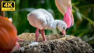 Exploring The Playful Prowess Of Baby Animals With Relaxing Music, Cute Animals 4K (60FPS)