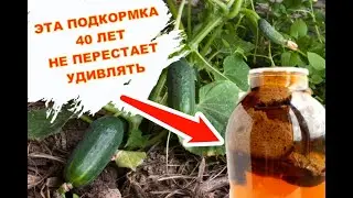 Чем лучше всего подкармливать огурцы? В июле подкормить огурцы в открытом грунте.