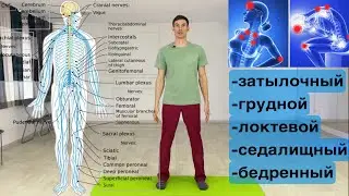 Тянет нерв Упражнения ПЕРИФЕРИЧЕСКАЯ нервная система