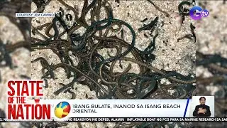 Sangkaterbang bulate, inanod sa isang beach sa Davao Oriental | SONA