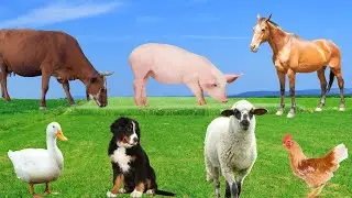 Farm Animal Sounds - Sheep, Cow, Pig, Chicken, Dog, Cat