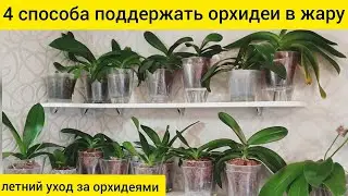Уход за орхидеями летом в жару || 4 способа помочь орхидеям в жару