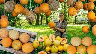 Melon harvest in the village! - Delicious homemade Melon jam and its drying