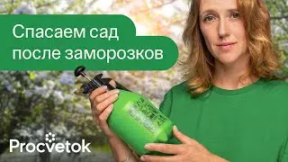 ЗАМОРОЗКИ ПОГУБИЛИ ПОЛОВИНУ САДА? Опрыскайте его этим немедленно!