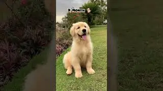 20 days to One Year golden retriever transformation 
