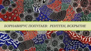 Что видно на рентгене у попугаев больных борнавирусной инфекцией (PDD, ABV).  PDD на вскрытии.