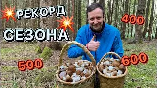 💥САМОЕ ГРИБНОЕ МЕСТО ПО БЕЛЫМ !!💥Новый лес и по сто штук с одной поляны!💥💥Грибы 2024