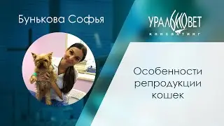Особенности репродукции кошек. Софья Бунькова 