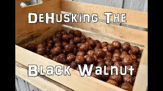 How to de-husk the Black Walnut without machines, the EASIEST way!