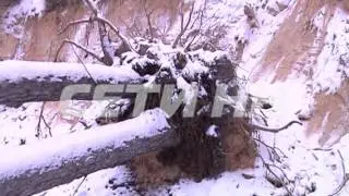 Расхитители недр начали уничтожения леса близ поселка Дубравный