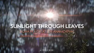 Sunlight Through Leaves // Sigma FP + Great Joy 50mm Anamorphic