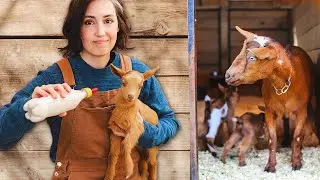 Separating Goat Mamas & Babies — Is It Really Necessary? 🐐🍼