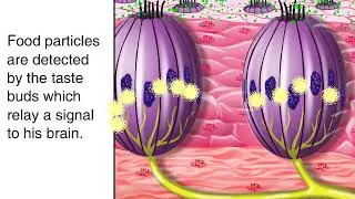 How Sense of Taste Works Animation - Tasting and Tongue: Taste Buds Physiology Video