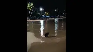 Kitten and Sea