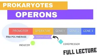 Chapter 18: Part 1 Prok Gene Expression (Operons, trp, lac, repressor, inducer, negative & positive)