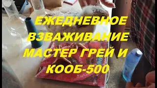 4-й день КООБ-500 и 25-й день Мастер Грей