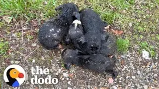 Woman Saves Six Dumped Shivering Puppies | The Dodo