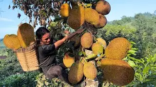 Harvest Jackfruit Garden bring to the market to sell - Feed the pigs - Vàng Hoa