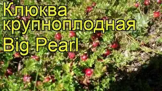 Клюква крупноплодная Биг Перл. Краткий обзор, описание характеристик vaccinium macrocarpon Big Pearl