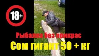 Рыбалка на сома. Огромный сом. Сом на квок. Ловля сома. 18+