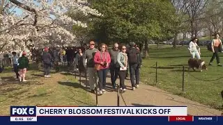 Cherry Blossom Festival kicks off with trees in peak bloom