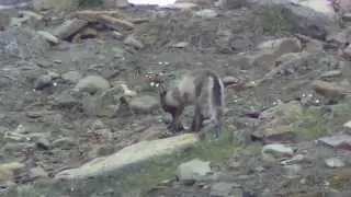 ARCTIC FOX RAIDING AN EIDER DUCK COLONY SVALBARD