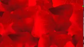 Футаж Лепестки розы переход хромакей