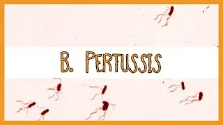 Bordetella Pertussis