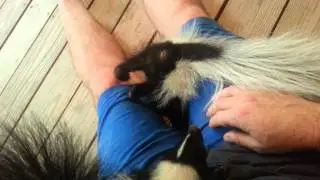 Playing with the skunks