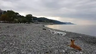 Прогулка по берегу моря с чайкой.Пляжи 