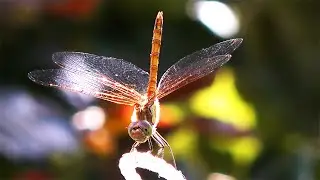 MAGIC DRAGONFLY - "Follow Your Emotion" by Natalia Krishtopets